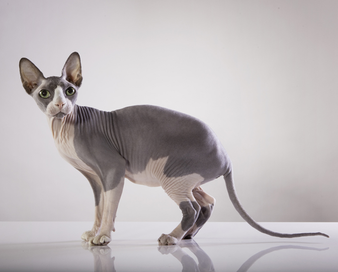 Mèo Sphynx: giống mèo &quotxấu xí&quot đắt đỏ bậc nhất thế giới - Thư viện chăm sóc thú cưng