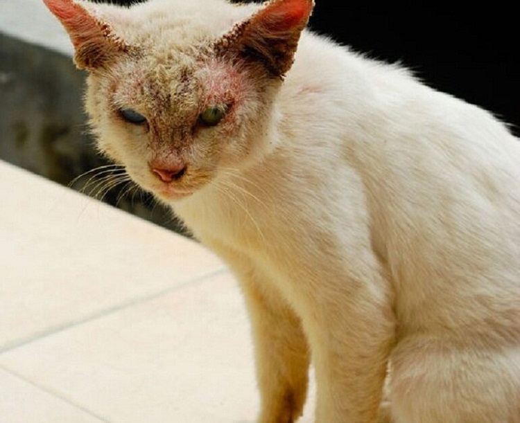Mèo bị nấm: triệu chứng và cách điều trị hiệu quả - Thư viện chăm sóc thú cưng