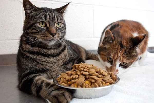 Chọn dùng các thương hiệu thức ăn hạt cho mèo chất lượng và uy tín