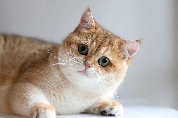 Mèo Golden - bánh bao ú siêu dễ thương - Thư viện chăm sóc thú cưng
