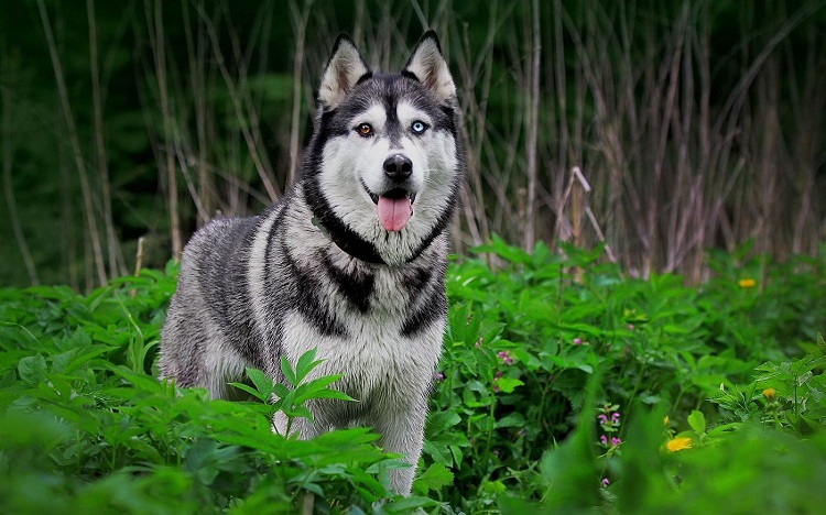 Cái tên Husky được người dân trân trọng gọi là “Người anh hùng Alaska”