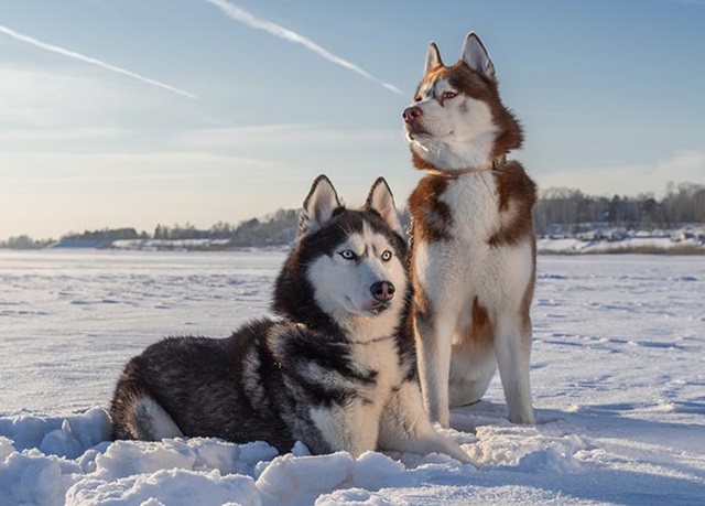 Chó Husky từng được dùng làm chó kéo xe tại vùng Siberia lạnh giá
