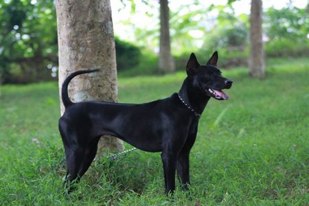 Chó Phú Quốc - “ Khuyển Vương” Gan Dạ Bậc Nhất 