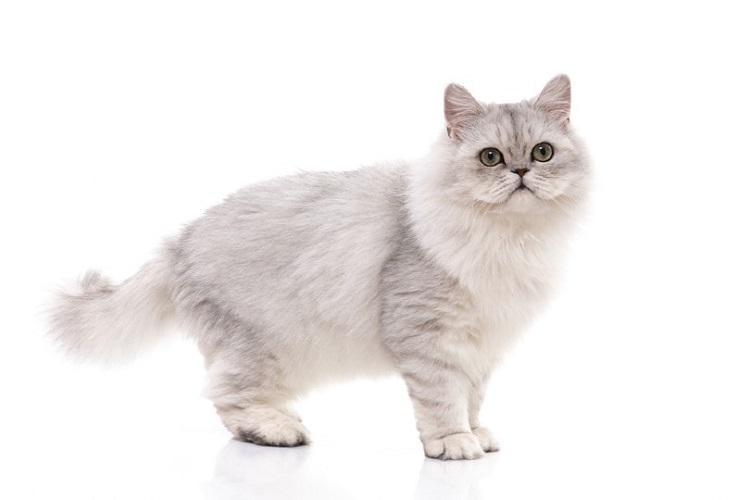 Mèo Chinchilla cần được bảo vệ và chăm sóc cẩn thận tránh mắc những bệnh tật trên
