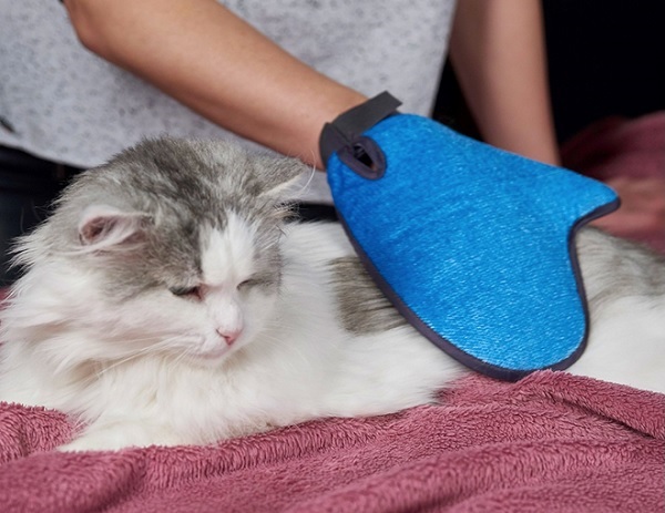 Dùng găng tay để chải lông và tắm cho mèo