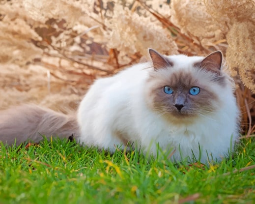 Vệ sinh các bộ phận: tai, mắt, mũi của mèo thường xuyên