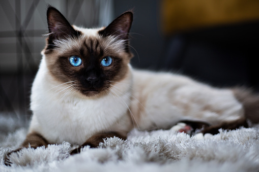 Bộ lông của mèo Miến Điện vô cùng đẹp mắt