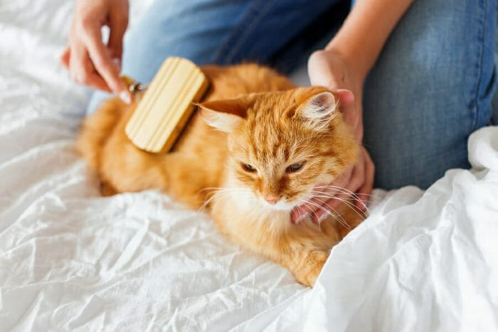 Chẩn đoán mèo rụng lông như thế nào?