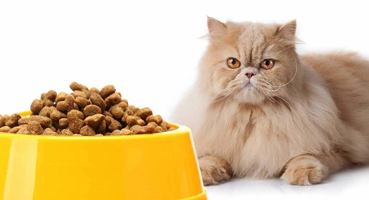 Chọn thức ăn dành riêng cho mèo rụng lông
